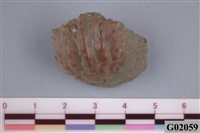 藏品(螃蟹)的圖片